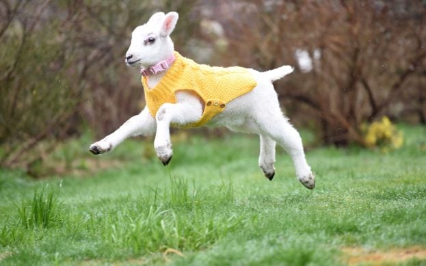 4_caters_lamb_thinks_dog_05-623x389-2