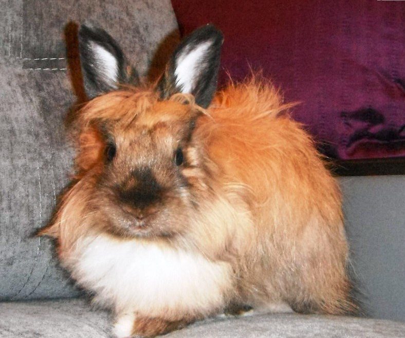 Какое животное самое милое? Грациозное и красивое? Правильный ответ: крольчиха Яха (но не её муж)! :) рис 16