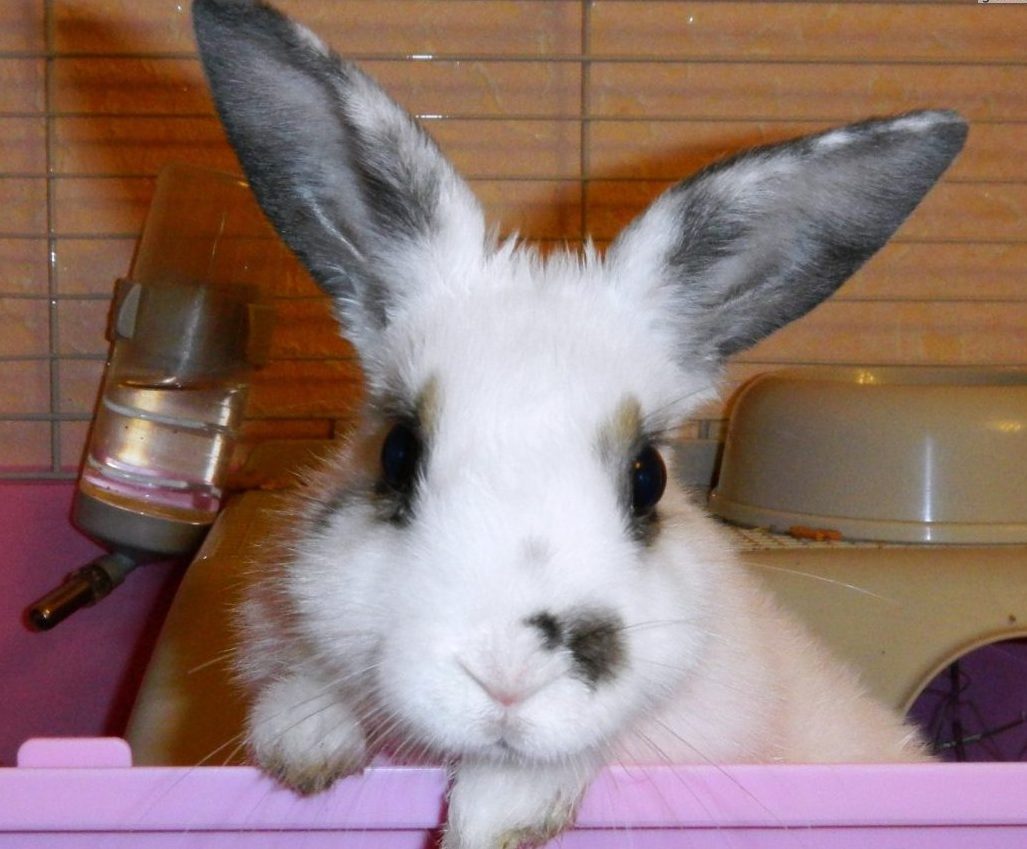 Какое животное самое милое? Грациозное и красивое? Правильный ответ: крольчиха Яха (но не её муж)! :)