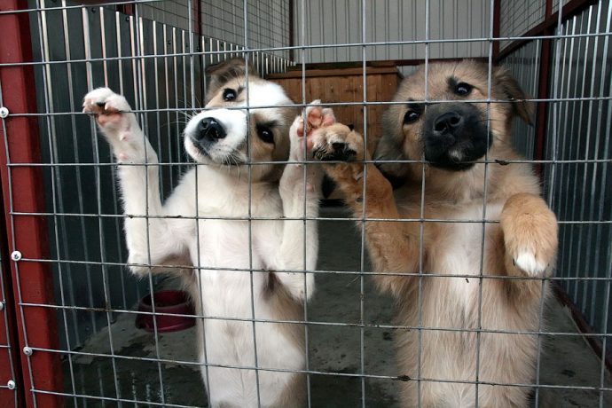 Два щенка в клетке