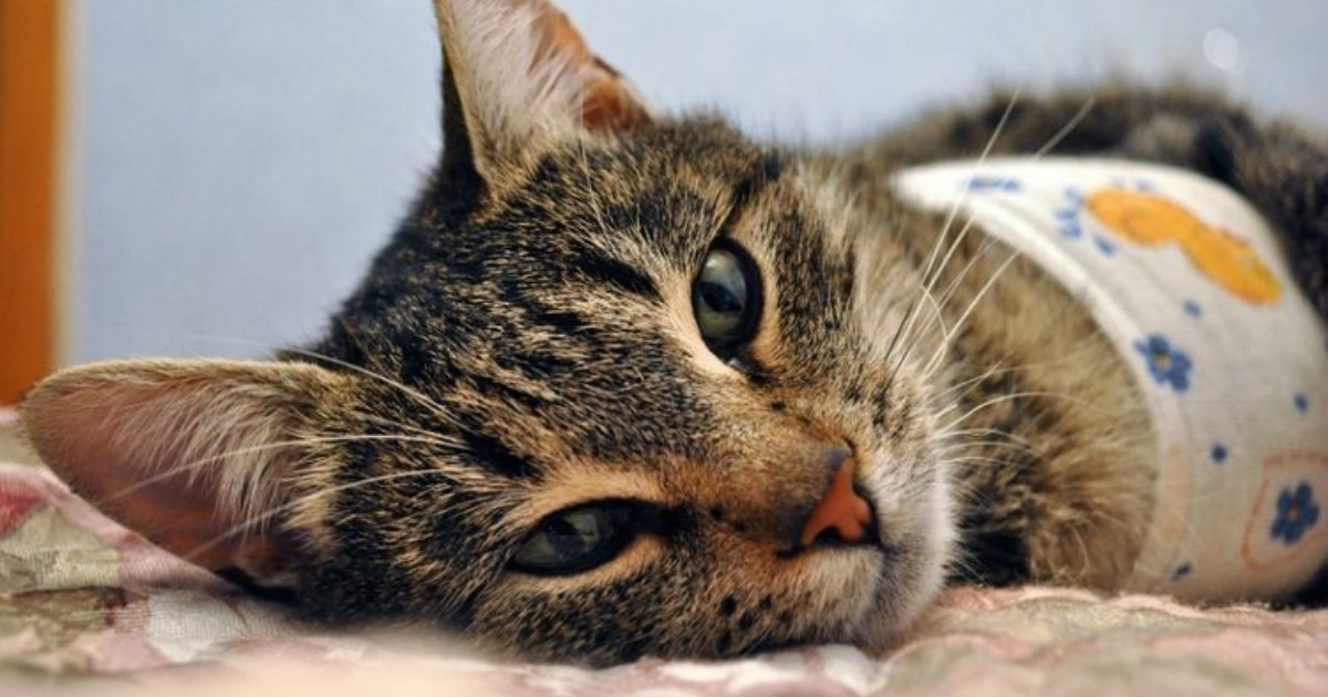 Кошка после стерилизации: уход, восстановление | Мур ТВ