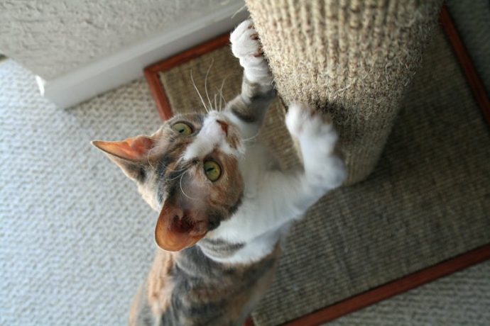 Почему кошка обдирает обои и царапает мебель? Как её отучить: простые советы рис 4