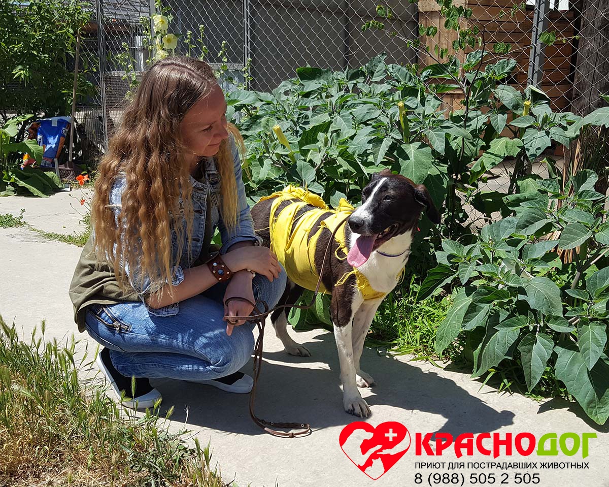 Призвание помогать: волонтёр Виктория – лучший друг собачек из приюта!