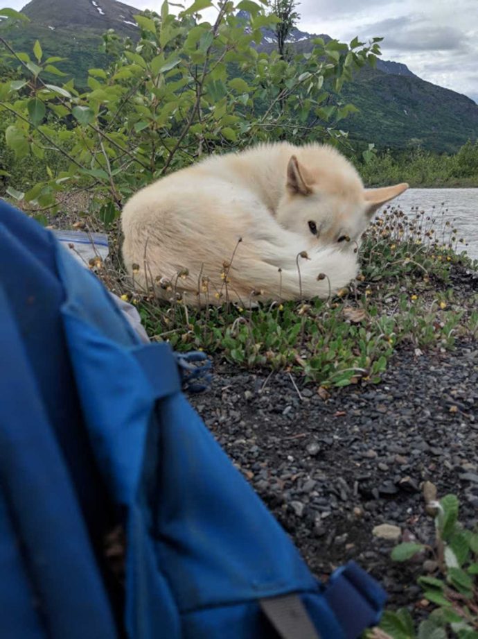 Хаски дважды спас глухую девушку, упавшую в реку на Аляске! Умный пёс, одно восхищение...) рис 5