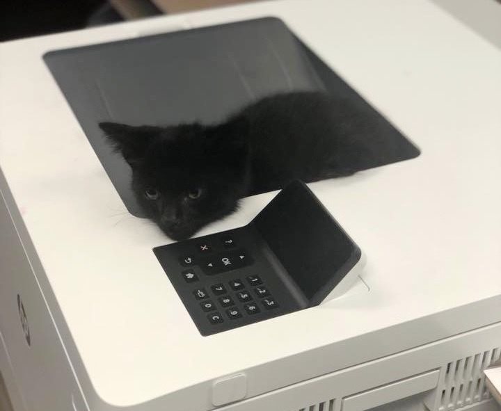 котенок на принтере