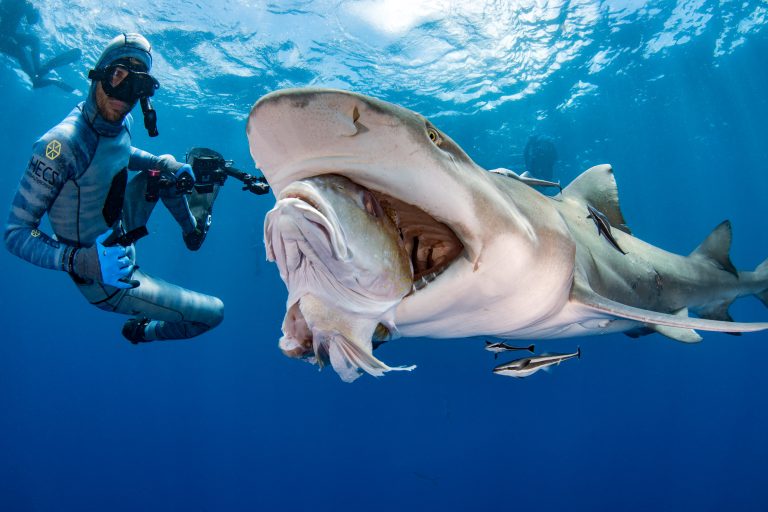акула улыбается
