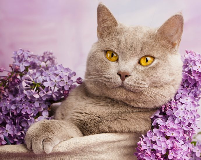 Британская кошка среди цветов
