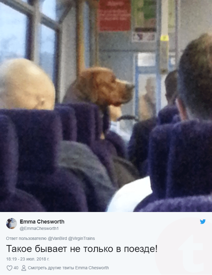 собака в транспорте