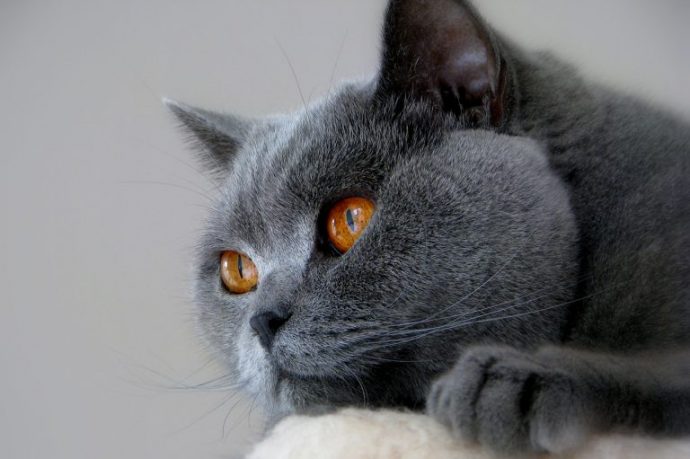 Британский серый кот