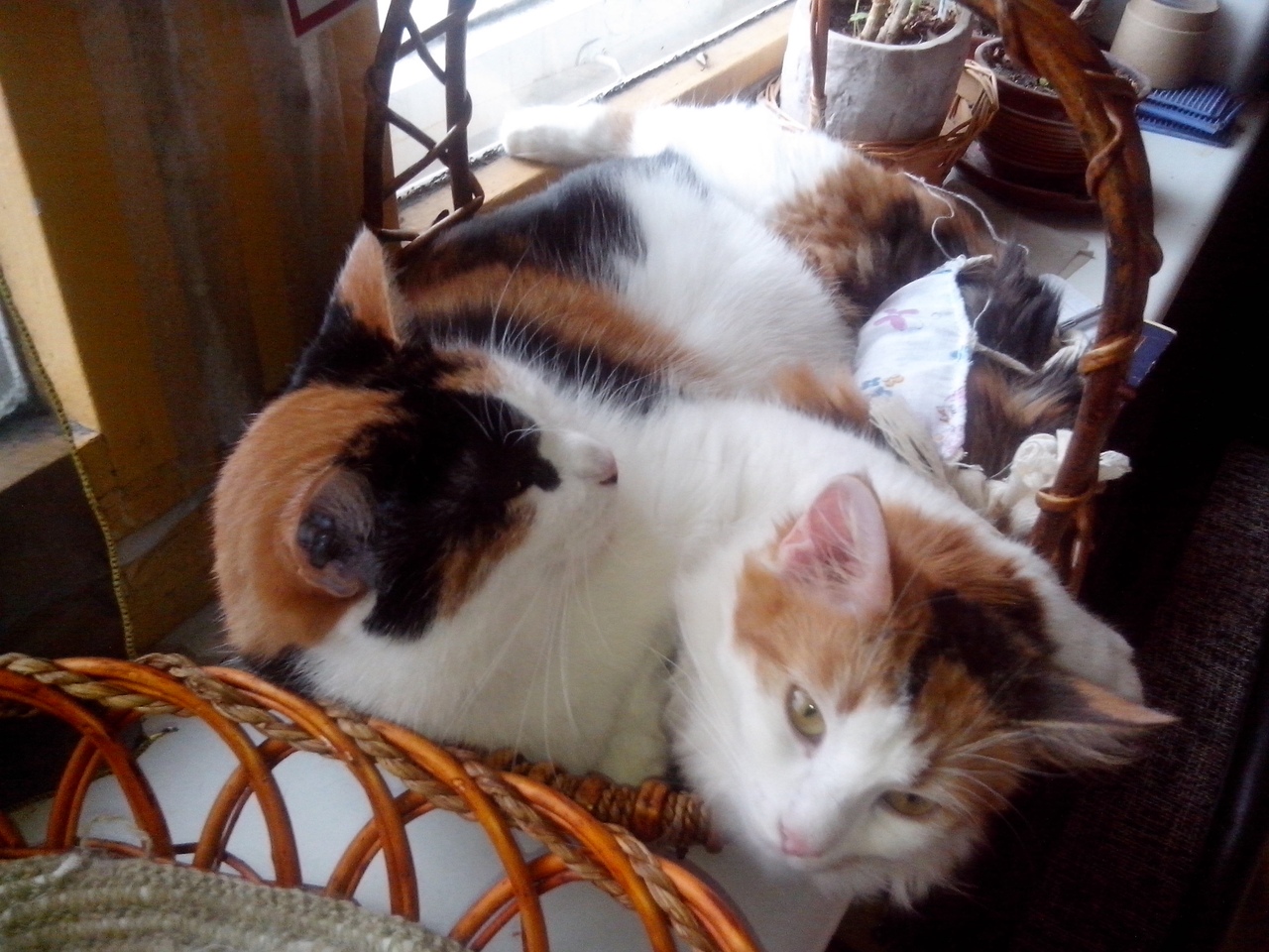 Брачный зов кошки. Трехцветная кошка и мужчина. Кошка трехцветная уют. Трехцветная кошка на балконе. Покажи котов и кошек трехцветных в приюте.