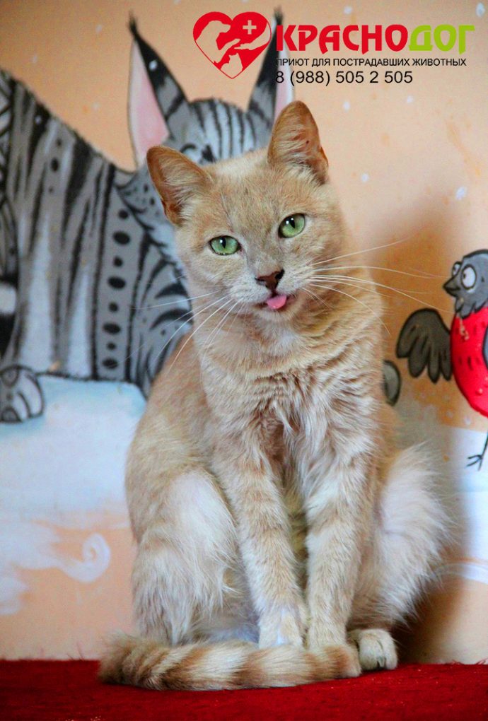 красивый рыжий кот с зелеными глазами
