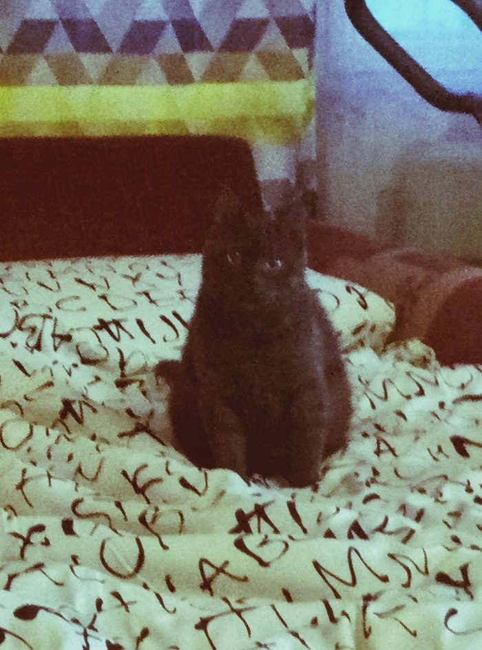 черный кот на одеяле