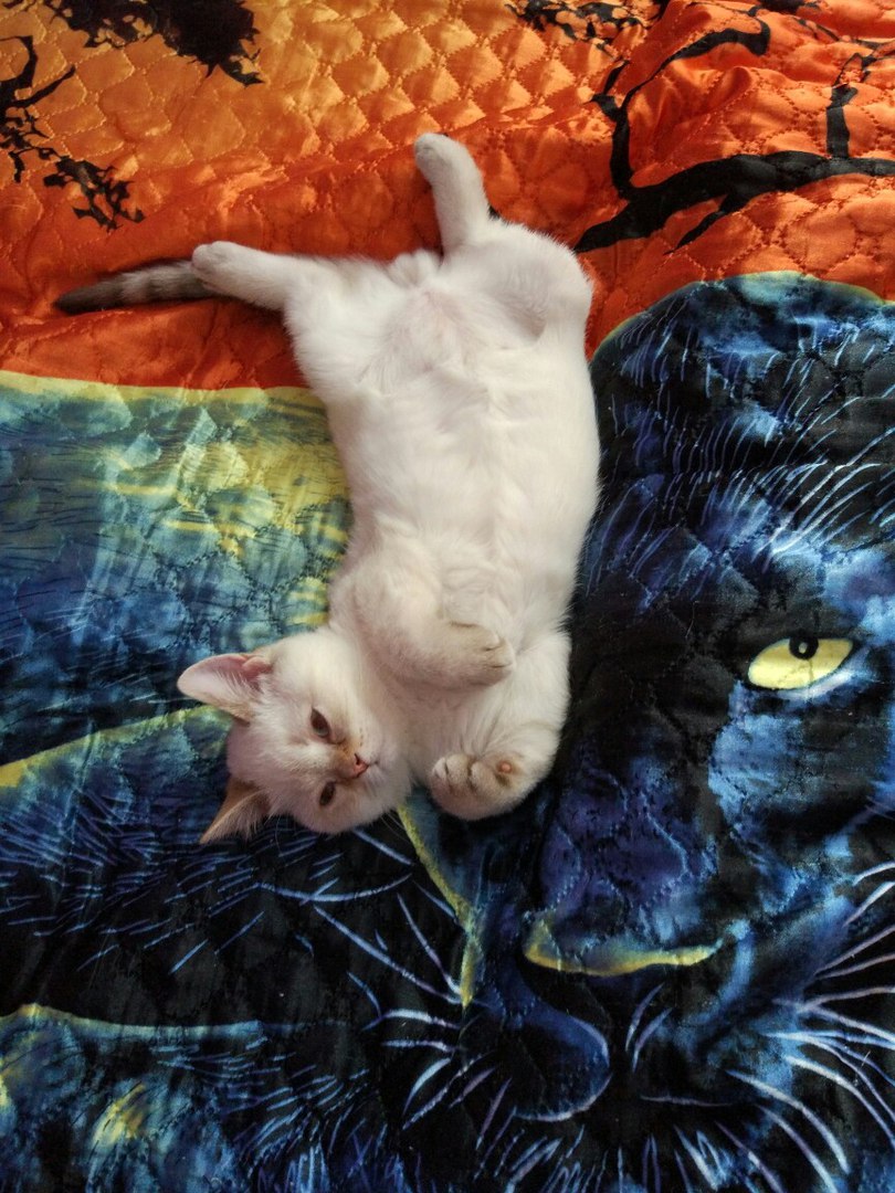 белый кот на кровати