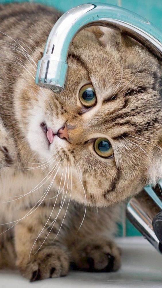 Коричневый британский кот пьет из-под крана