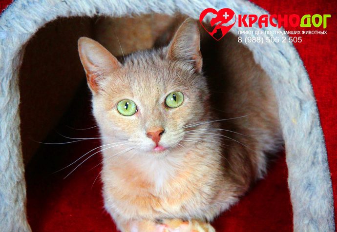 рыжий кот с зелеными глазами
