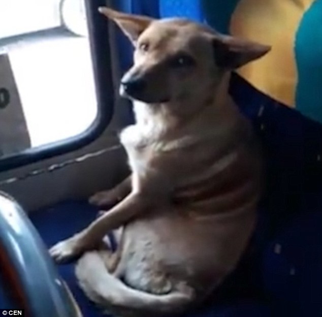 собака в автобусе рис 2