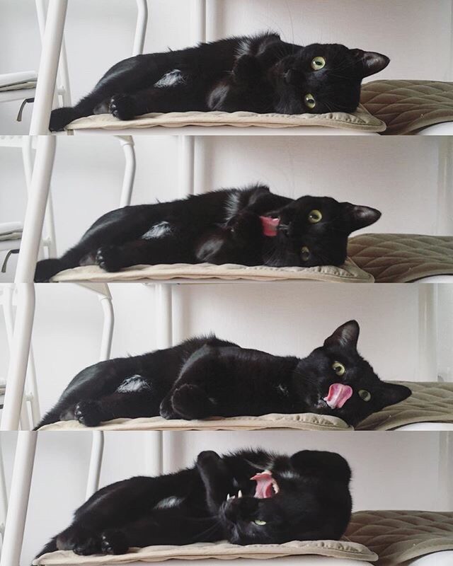 черная кошка отдыхает