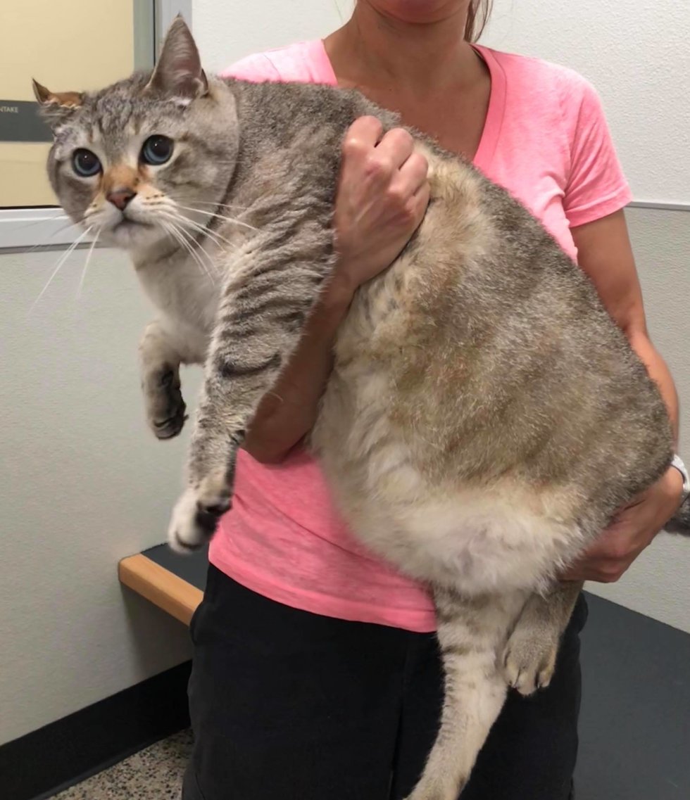 толстый кот на руках