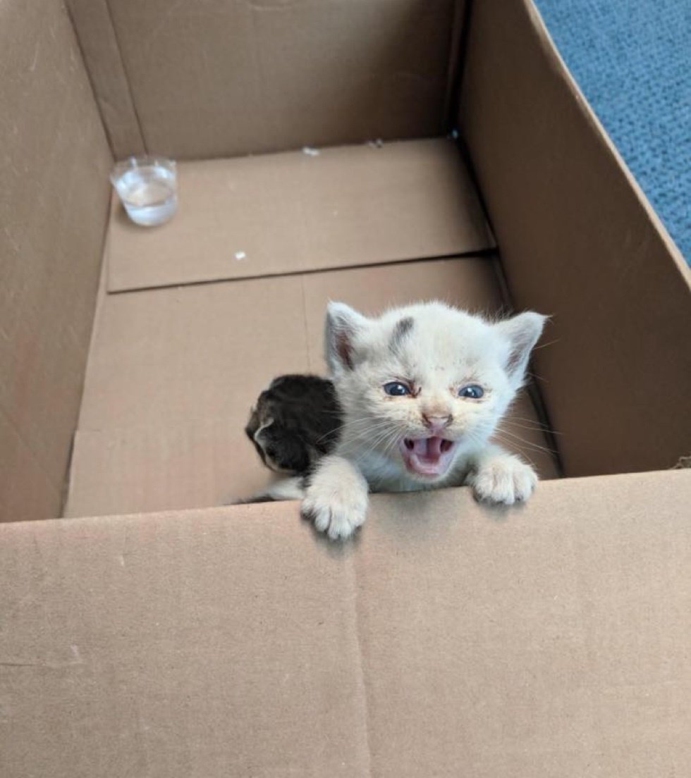 двое котят в коробке