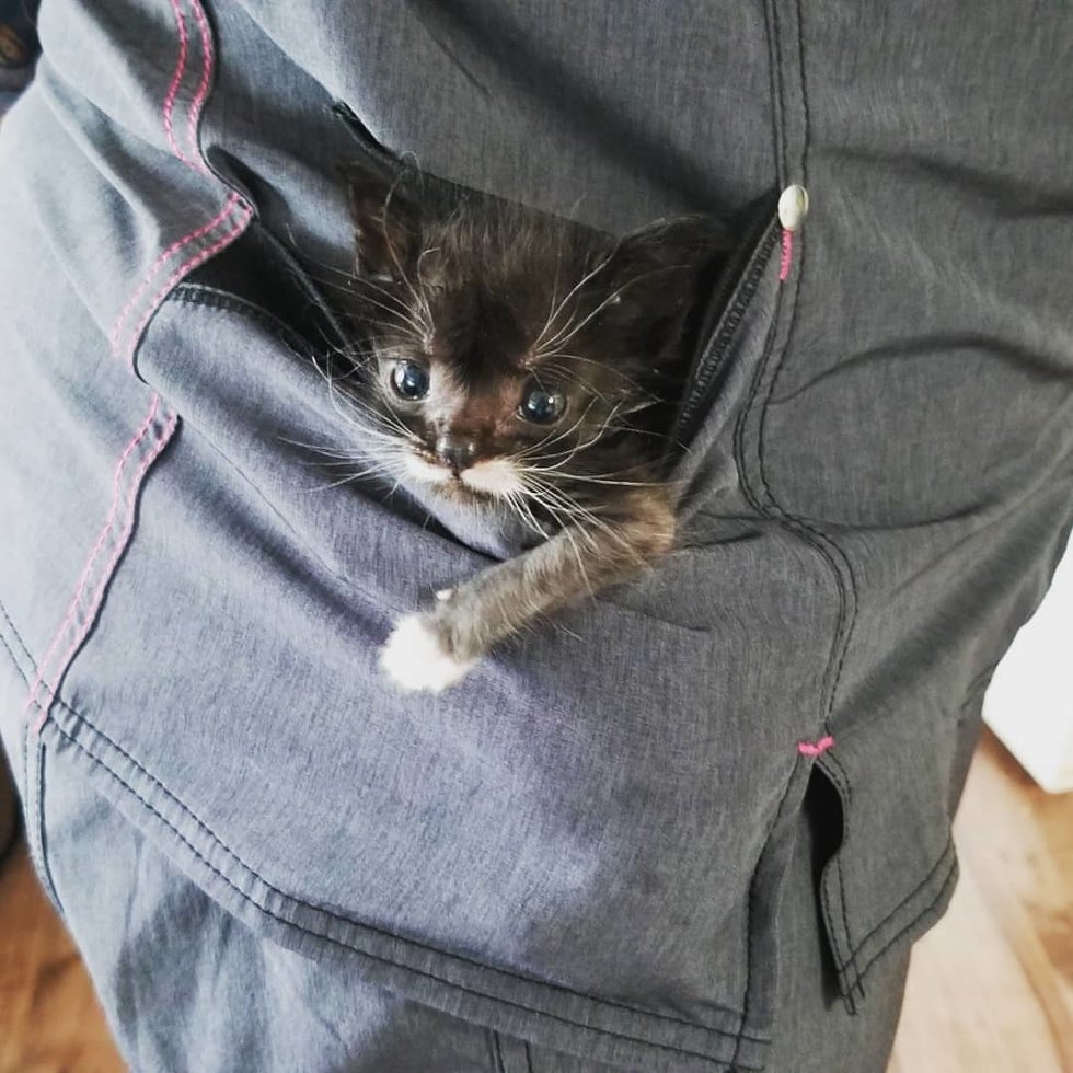 котенок в кармане