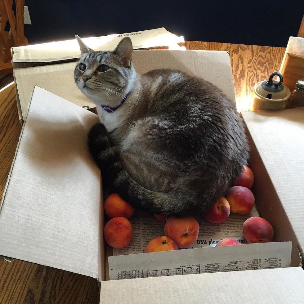 кот в коробке с персиками