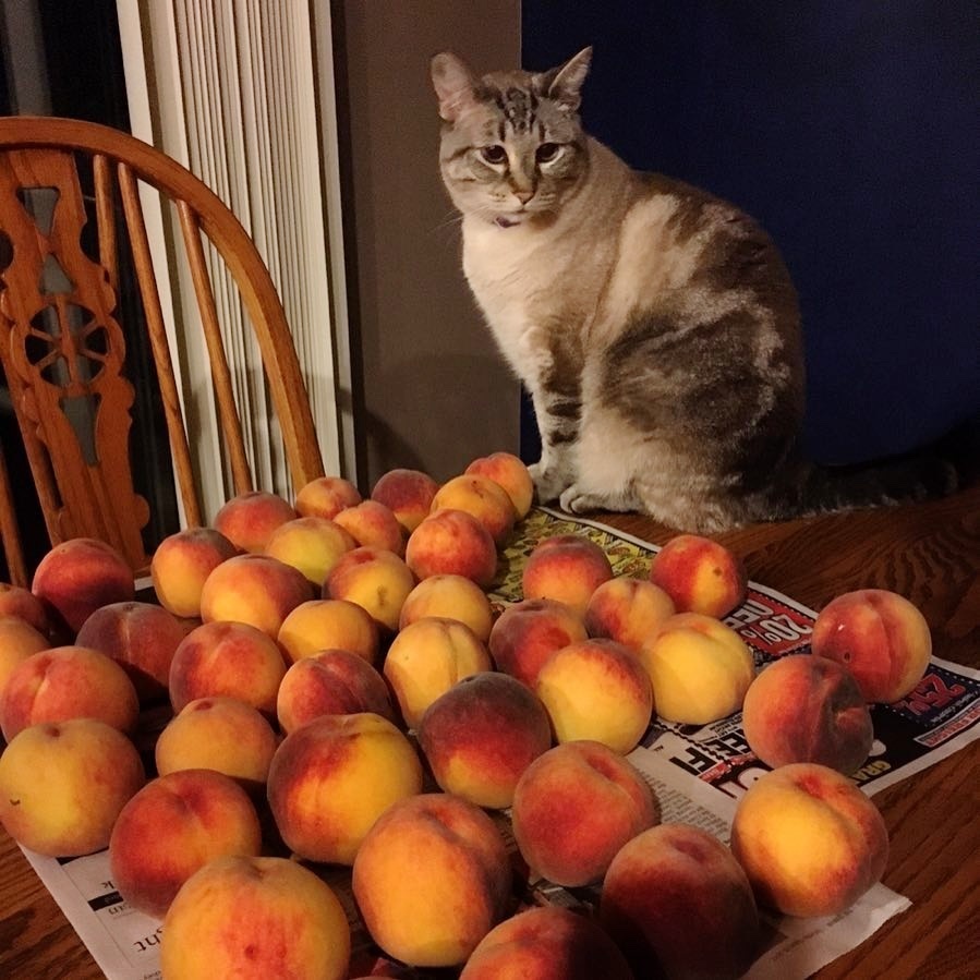 кот сидит рядом с персиками