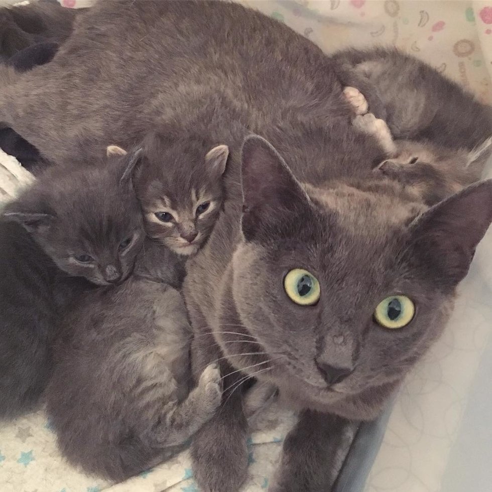 кошка отдыхает с тремя котятами