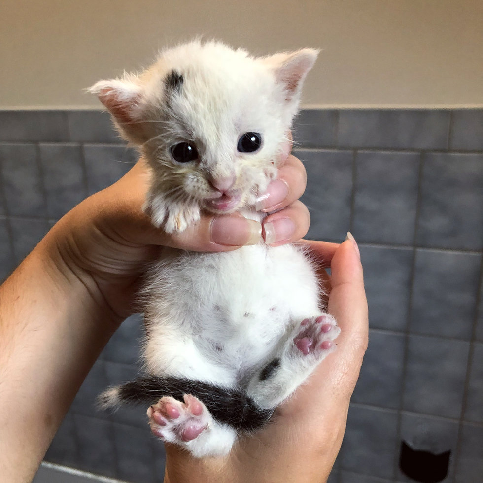 белый котенок в руках