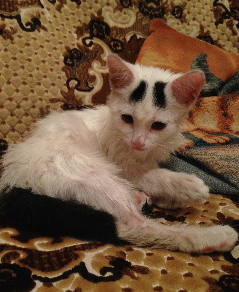 кошка с бровями на диване
