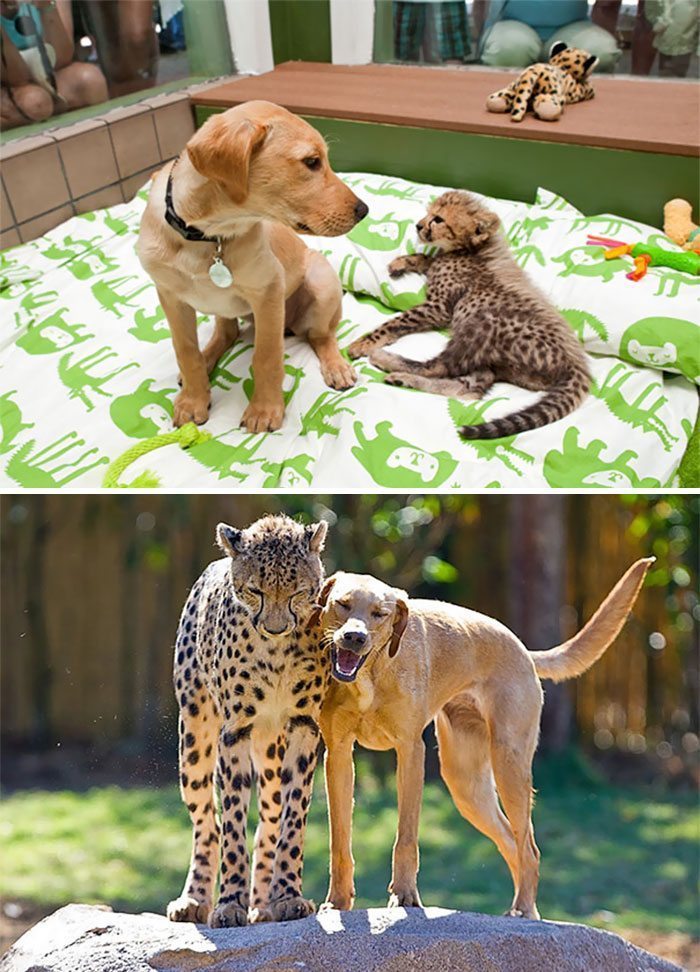 собака и гепард