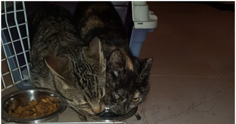 два кота едят из одной миски
