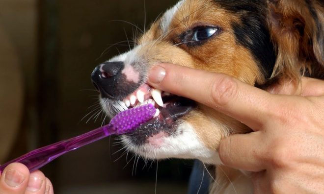 собаке чистят зубы