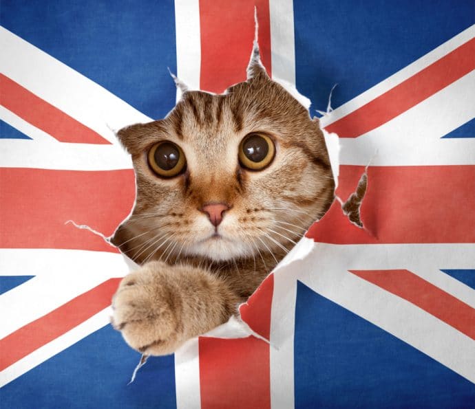 происхождение британской кошки