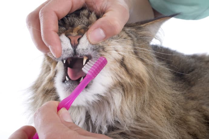 чистить зубы коту