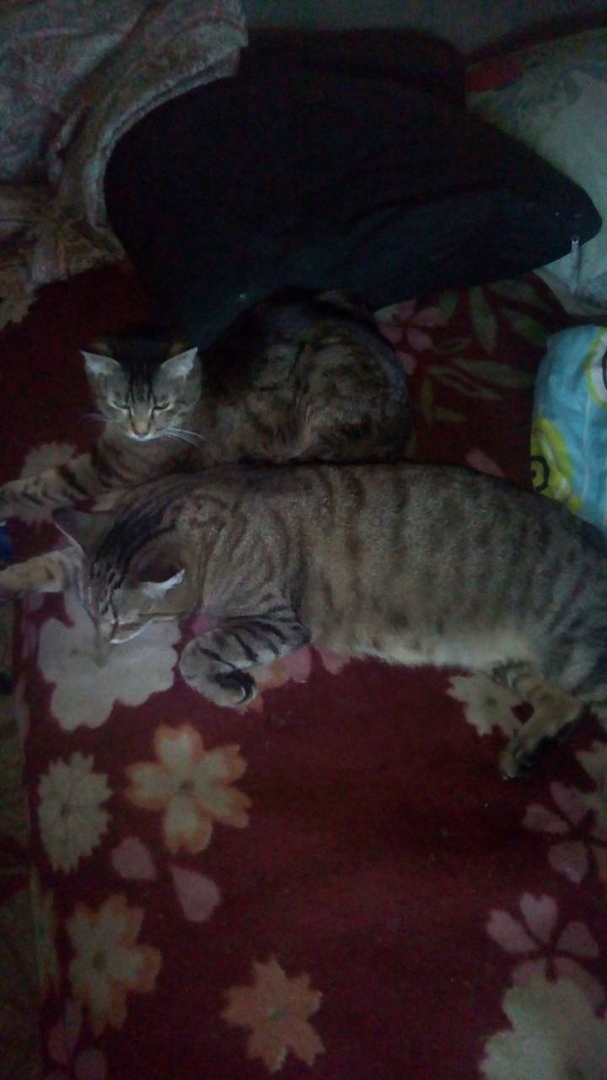 два кота лежат на кровати