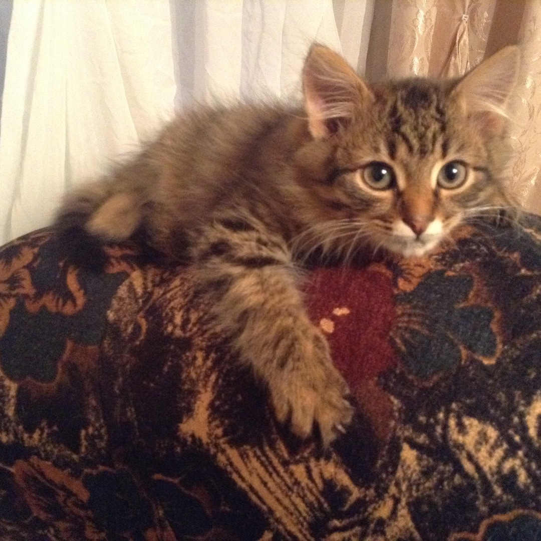 пушистый полосатый котенок на диване