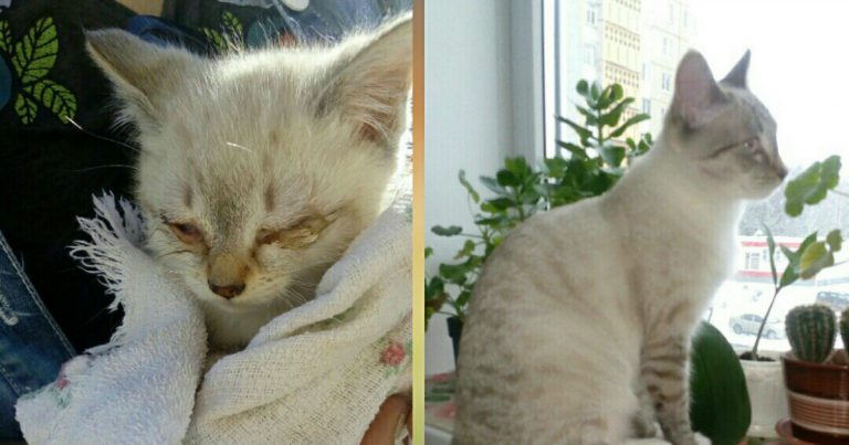 котенок до и после
