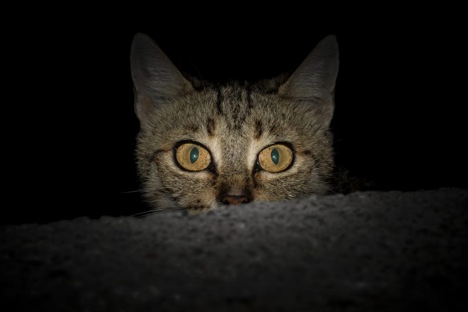 кот в темноте