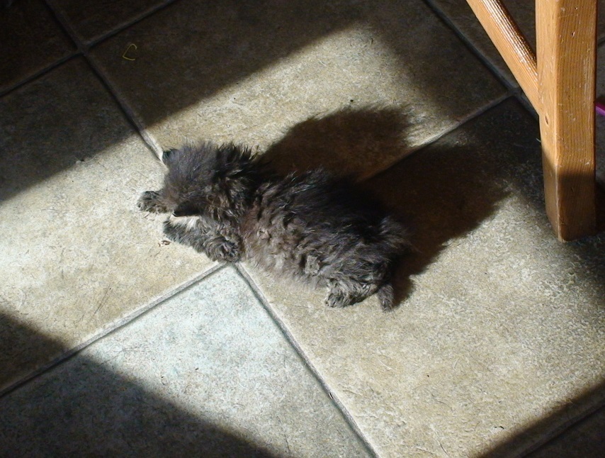 котенок в солнечных лучах