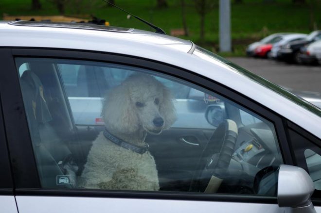 собака в машине