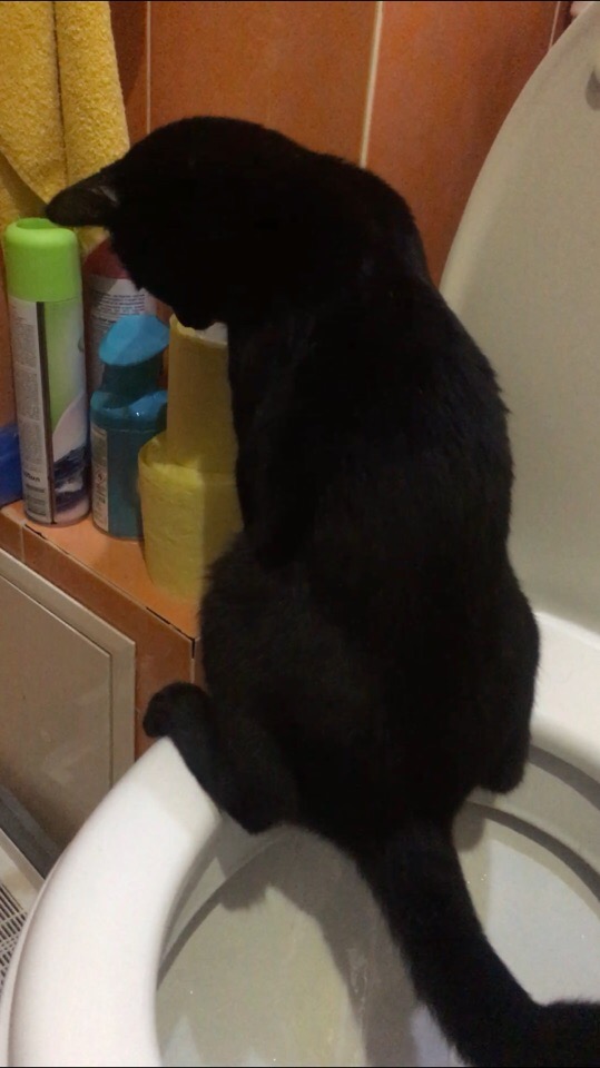 черная кошка сидит на унитазе