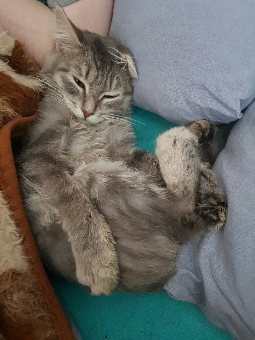 полосатая кошка на кровати рис 2