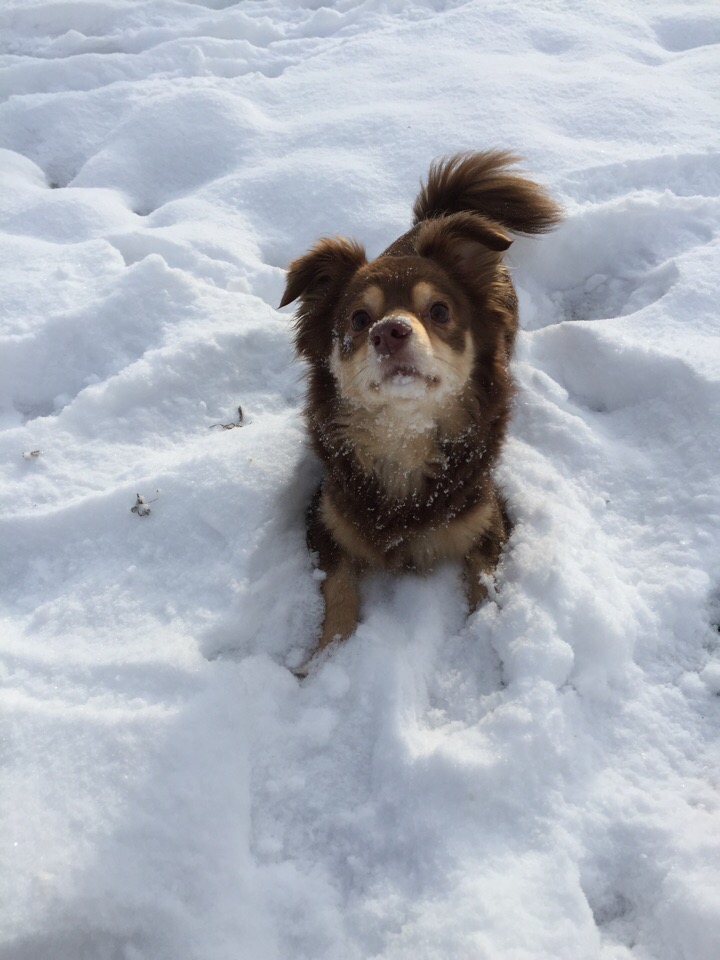собака гуляет на снегу
