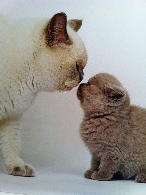 Британская короткошерстная кошка и котенок, окрас колорная и серый
