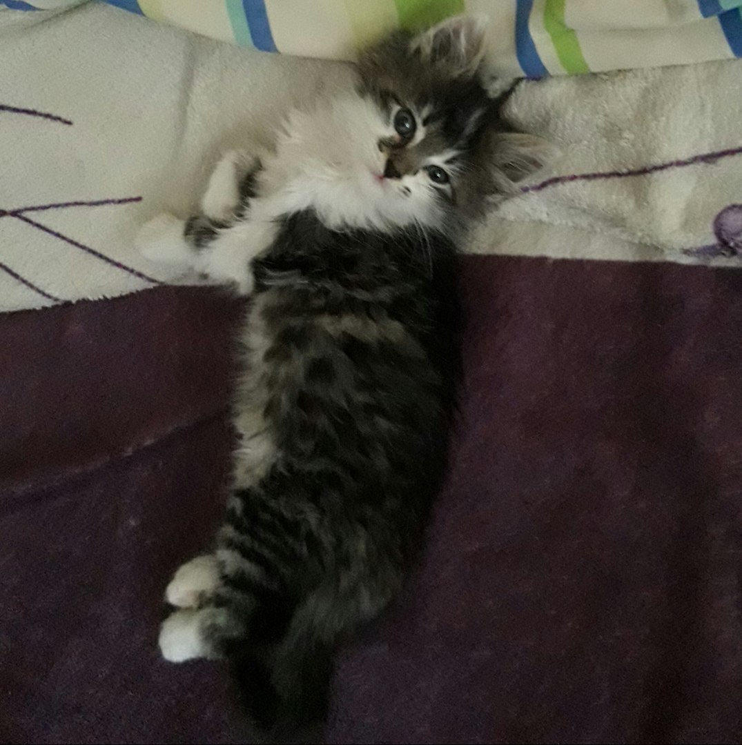 кот лежит на кровати