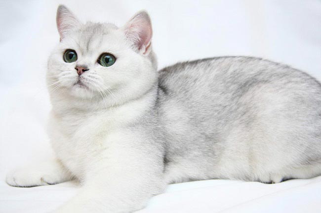 Белая британская кошка