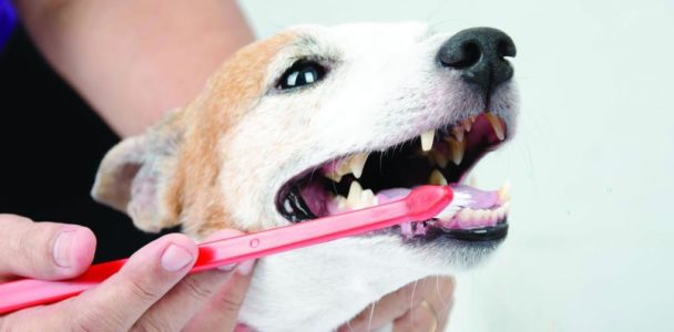 собаке чистят зубы