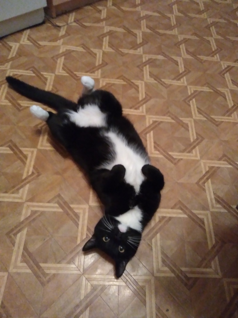 черно-белый кот на полу