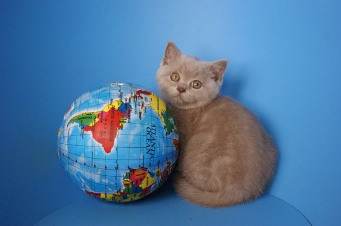 британский котенок и глобус