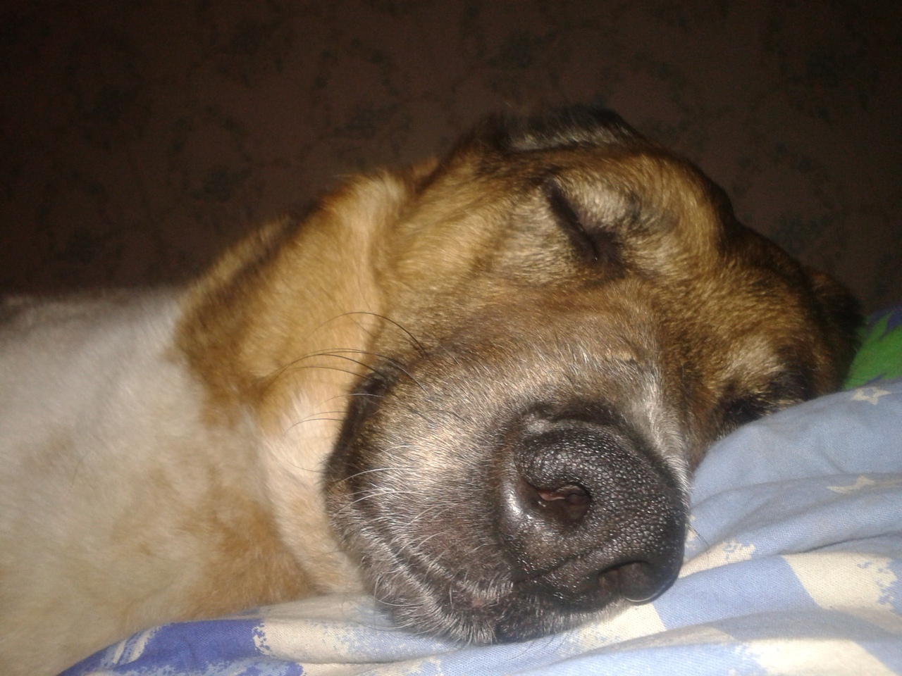 пес отдыхает на кровати
